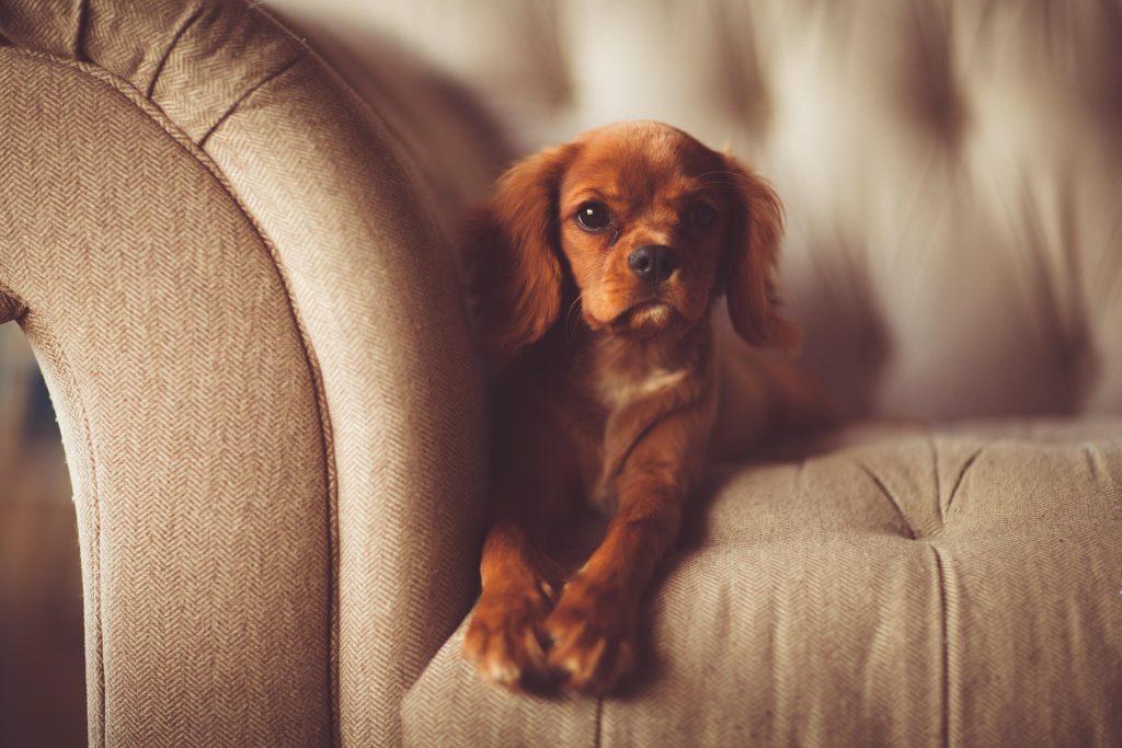 Pelos de animais e problemas respiratórios em criancas
